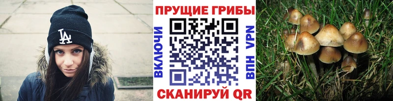 Псилоцибиновые грибы Psilocybe  наркошоп  Иннополис 